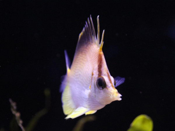 Prognathodes aculeatus - Karibischer Pinzettfisch