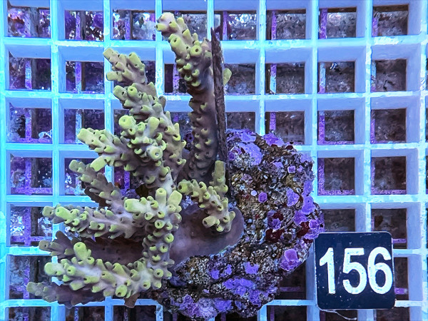 Acropora selago (156)
