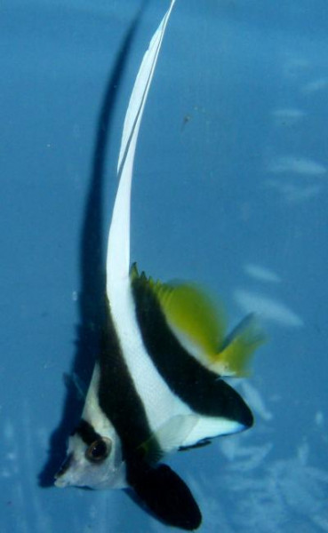 Heniochus acuminatus - Gemeiner Wimpelfisch