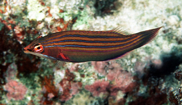 Pseudocheilinus tetrataenia - Vierstreifen-Lippfisch, Hawaii - selten!