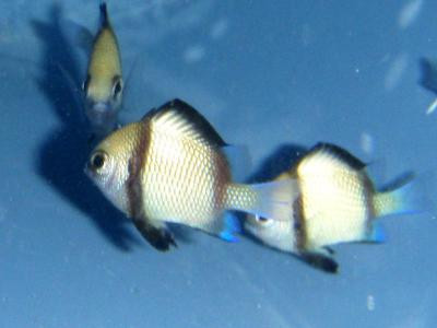 Dascyllus reticulatus - Pazifik-Preußenfisch