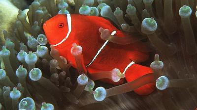 Premnas biaculeatus - Samtanemonenfisch, weiß