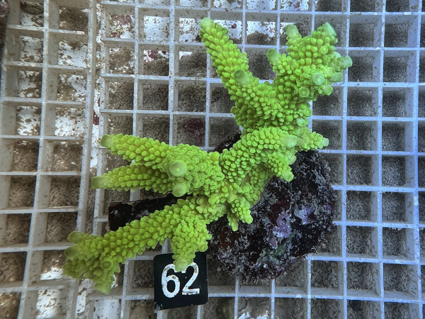 Acropora spec. (62)