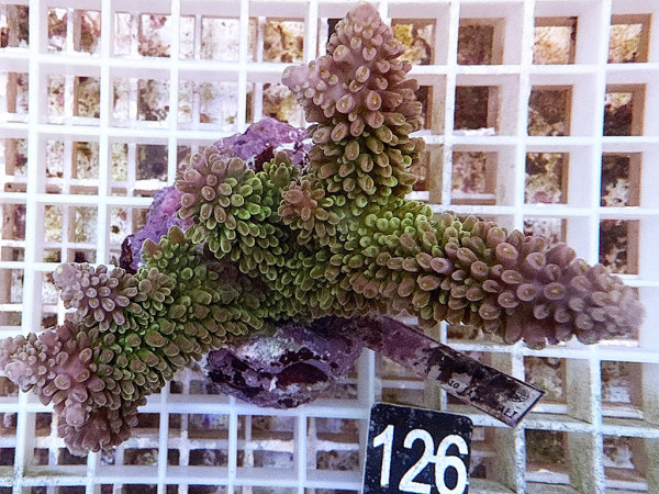 Acropora robusta (126)