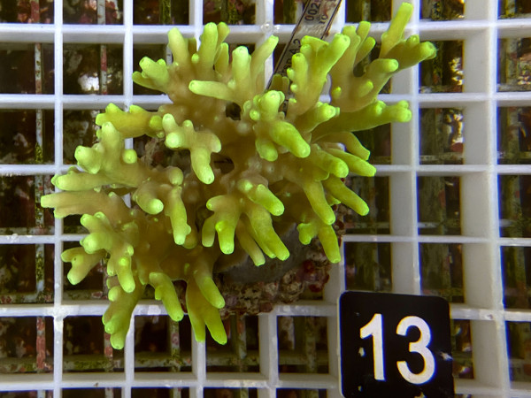 Acropora caroliniana (13)