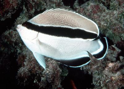 Apolemichthys arcuatus - Flaggen-Kaiserfisch