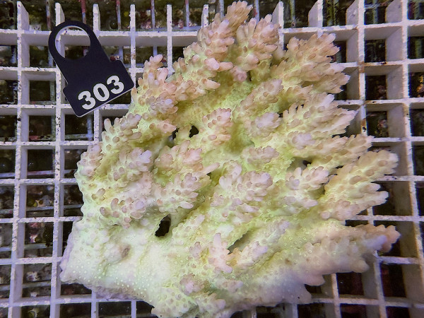 Acropora sp. ultra (303)