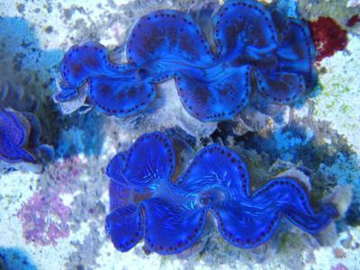 Tridacna maxima - morder clam ultra