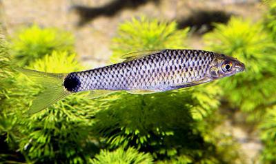 Crossocheilus reticulatus - Schwanzfleck-Algenfresser
