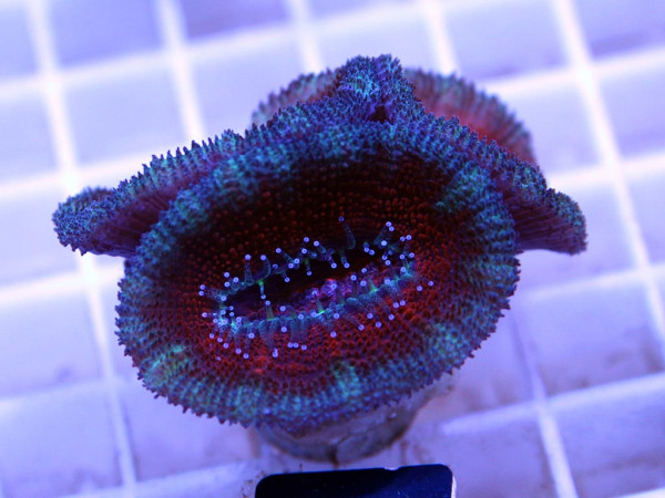 Acanthastrea spec. Frag (21)