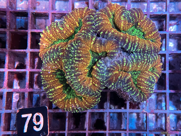 Lobophyllia spec. - Hirnkoralle ultra (79)
