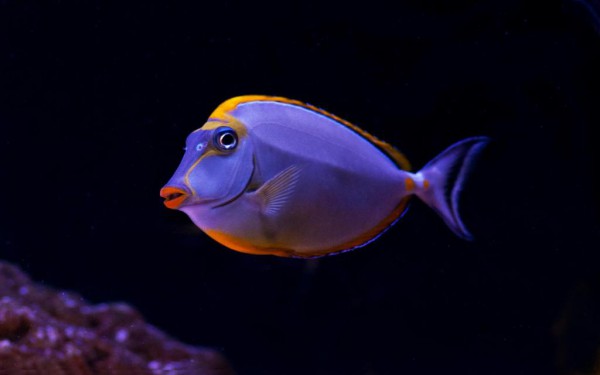 Naso elegans - Gelbklingen-Nasendoktor, blond