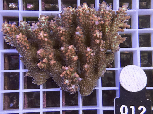 Acropora sp. ultra (012)