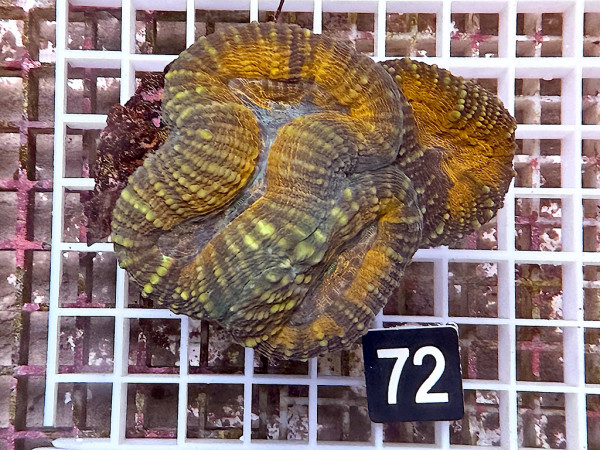 Lobophyllia spec. - Hirnkoralle ultra (72)
