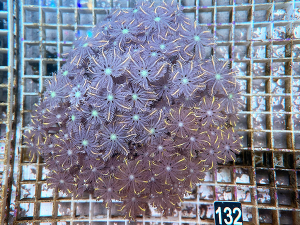 Clavularia spec. - Stolonifera orange (132)