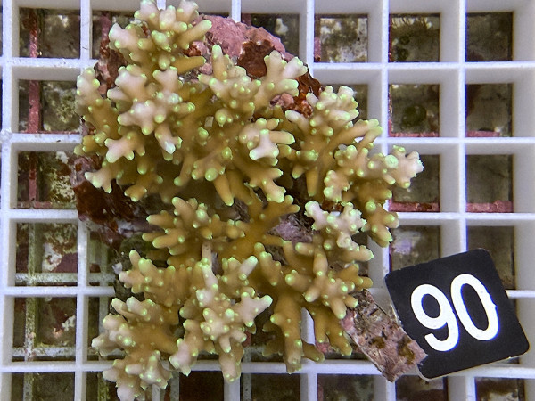 Acropora walindii (90)