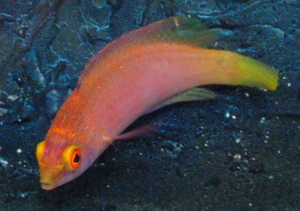 Cirrhilabrus pylei - Blaurand-Zwerglippfisch