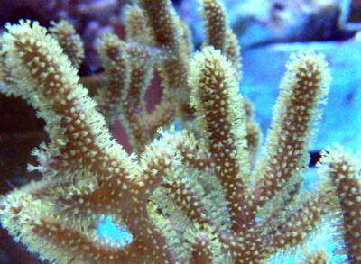 Rumphella spec. - braune Gorgonie