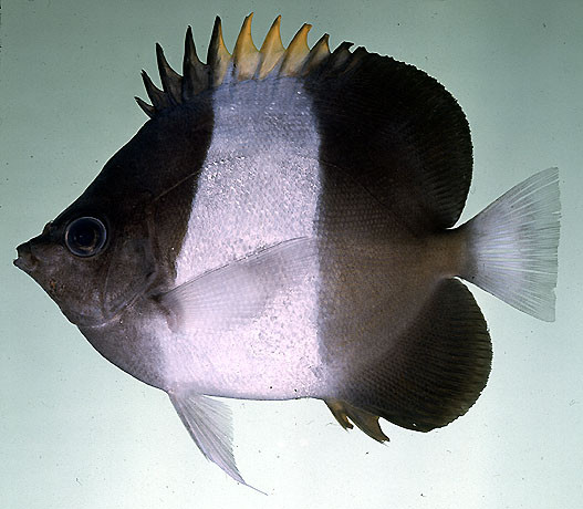 Hemitaurichthys zoster - schwarzer Pyramidenfalterfisch
