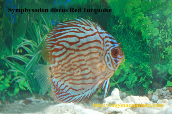 Symphysodon aequifasciatus - Diskus Rot-Türkis 7-8 cm