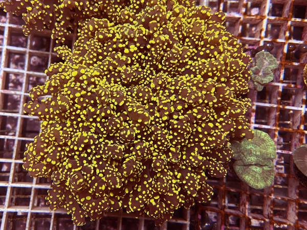 Euphyllia yaeyamaensis - Froschlaich-Koralle gold/orange