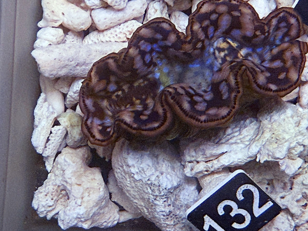 Tridacna maxima 6 cm (132)