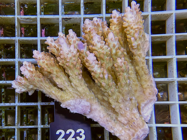 Acropora sp. ultra (223)