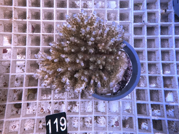 Acropora spec. (119)