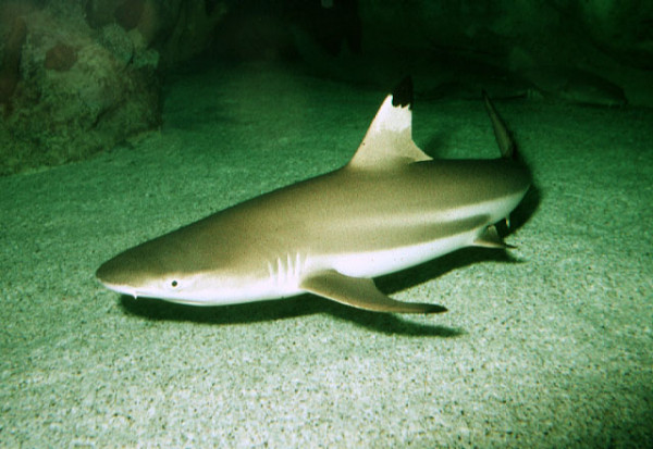 Carcharhinus melanopterus (60cm) - Schwarzspitzenriffhai, Abholpreis!