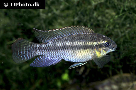 Pelvicachromis silviae - WF Nigeria
