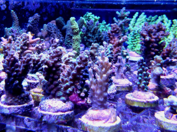 Acropora spec. - Geweihkoralle Frag