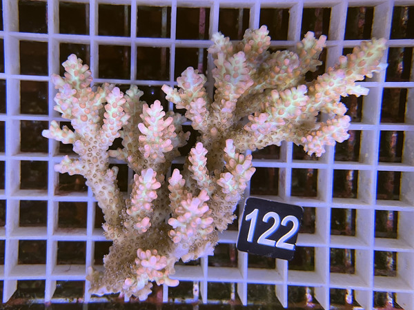 Acropora microlados - Strawberry shortcake (122)