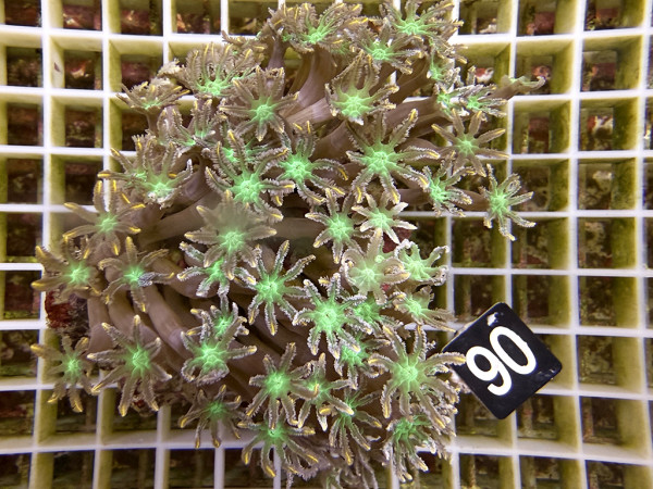 Clavularia spec. - Stolonifera, tricolor (67)