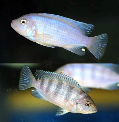 Pseudotropheus lombardoi - Gelber Buntbarsch