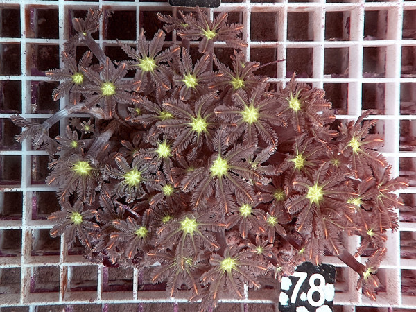 Clavularia spec. - Stolonifera, tricolor (78)