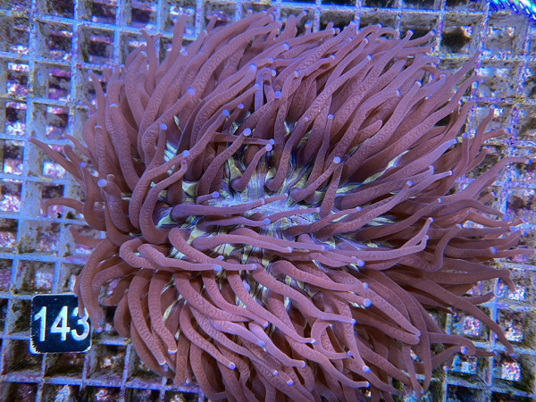 Heliofungia actiniformis - Anemonen-Pilzkoralle (143)