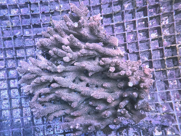 Acropora millepora (30)