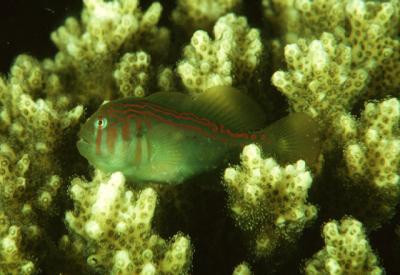 Gobiodon rivulatus - Blaupunkt-Korallengrundel