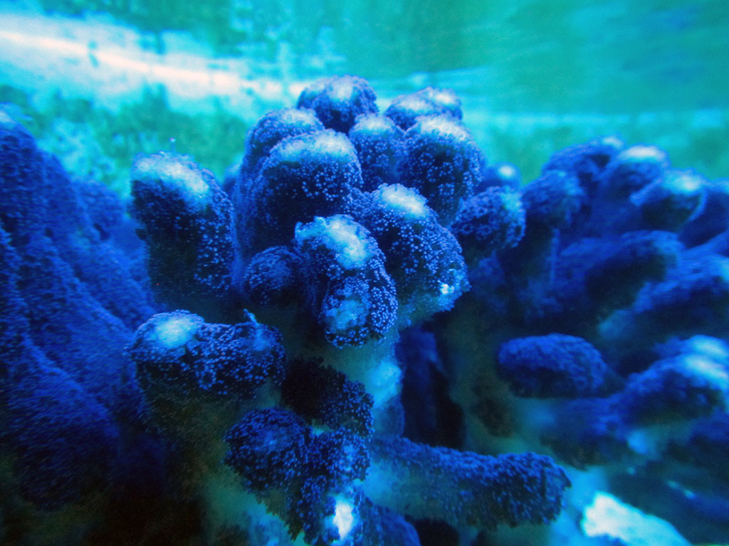 Pocilloporidae AqZeNo Aquaristik Zentrum Nord