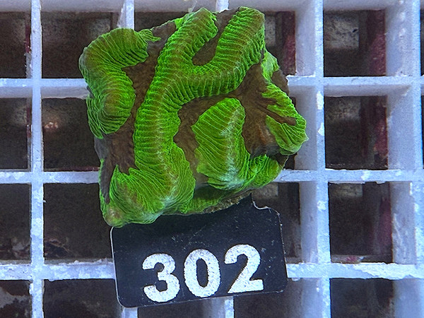 Platygyra spec. ultra (302)