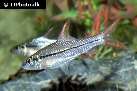 Cyclocheilichthys janthochir - Schöne Flussbarbe, 15-17cm - nice!