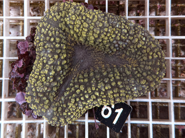 Lobophyllia spec. - Hirnkoralle ultra (61)