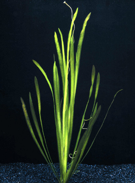Vallisneria spiralis - Pflanzen mit Keramikring