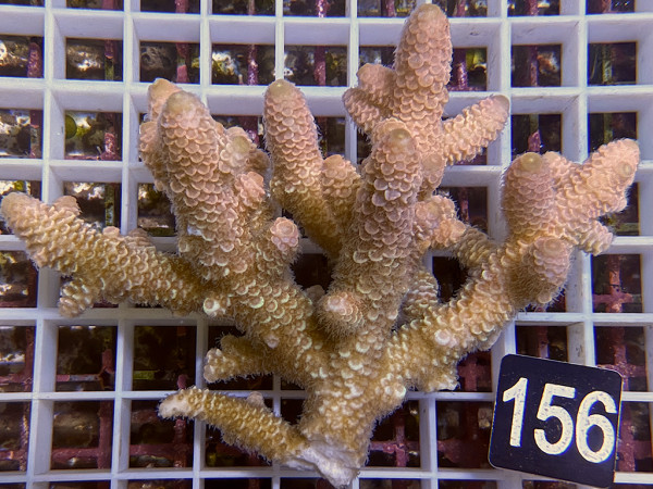 Acropora sp. ultra (156)