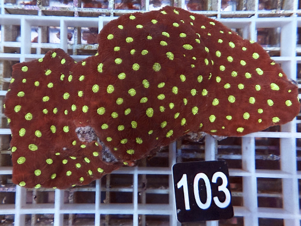 Favites spec. - Favites ultra (103)