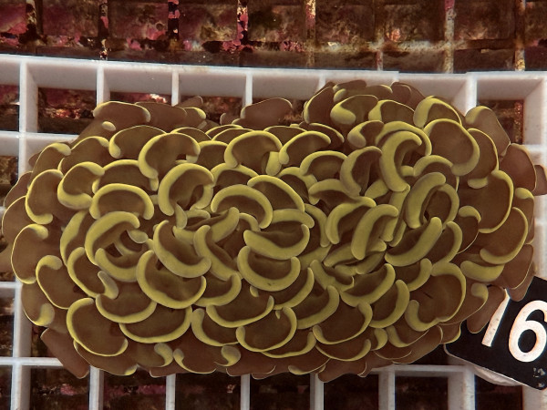 Euphyllia ancora orange (16)