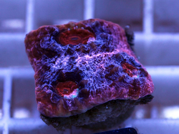 Echinophyllia spec. Frag (26)