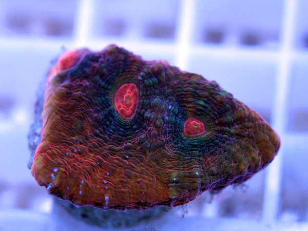 Echinophyllia spec. Frag (37)