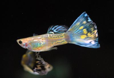 Poecilia reticulata - Snakeskin Mosaik Blau-Grün Guppy Männchen