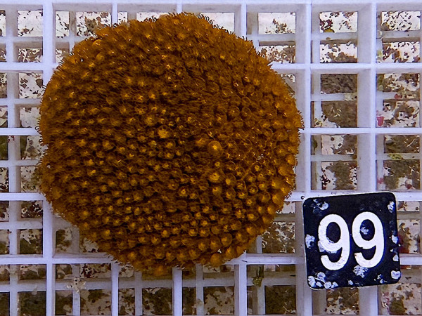 Cyphastrea spec. - Cyphastrea rot (99)